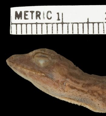 Media type: image;   Herpetology R-19305